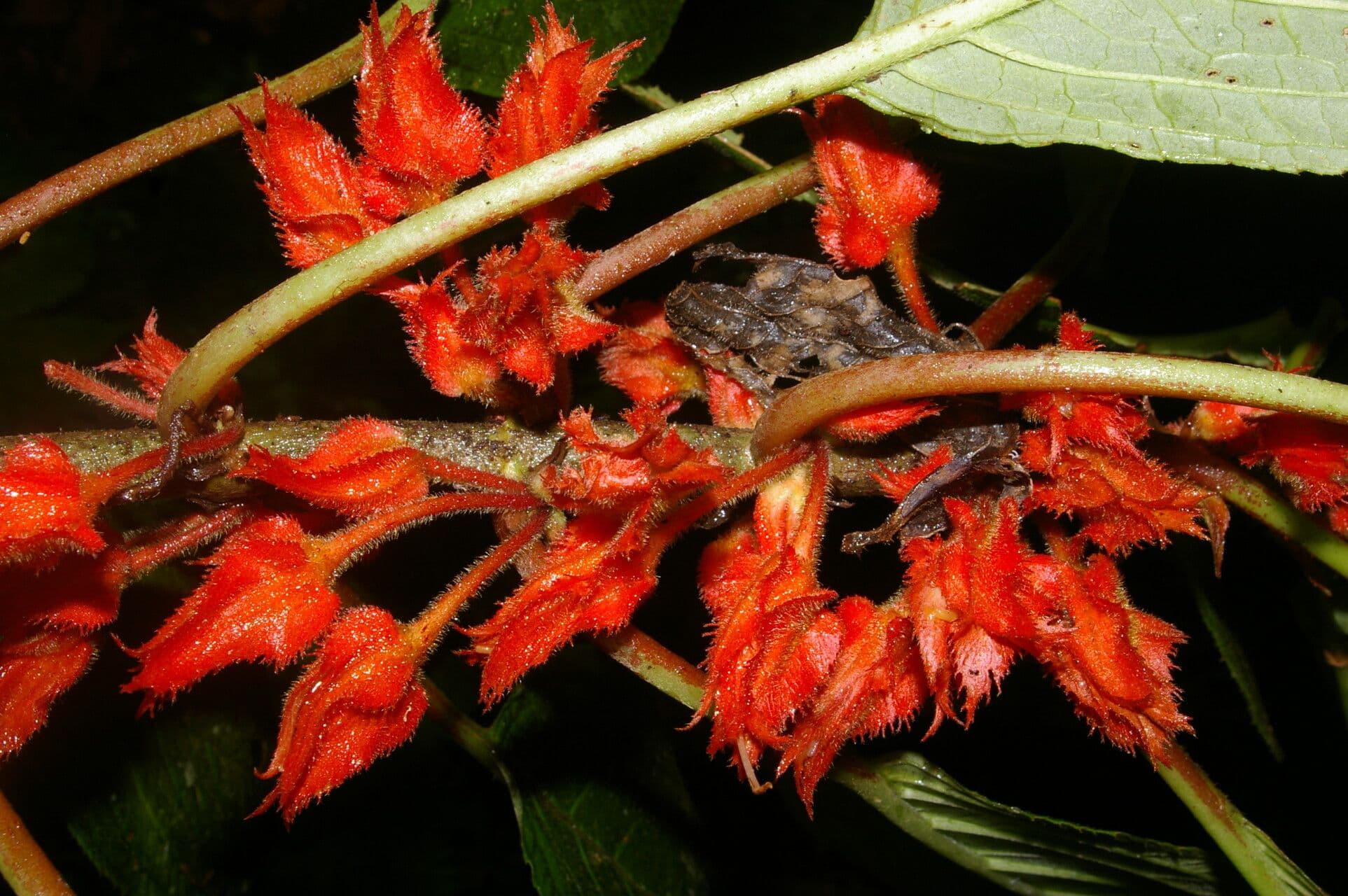 Glossoloma 2