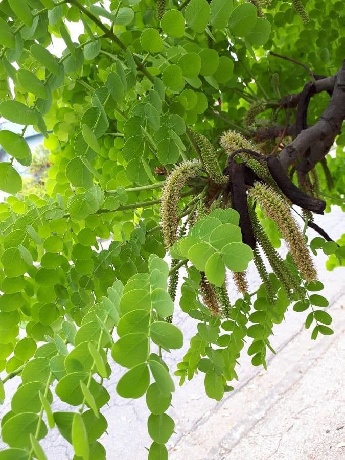 Stryphnodendron 4