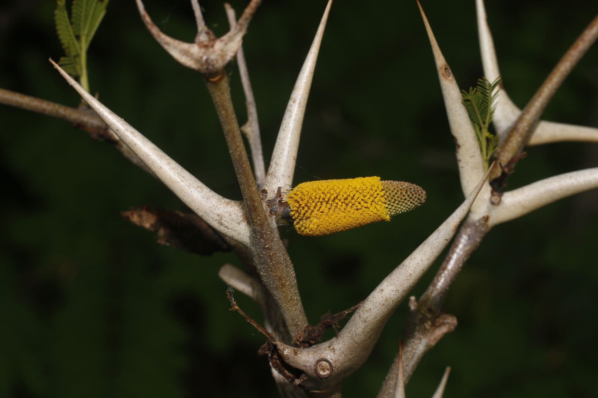 Acacia cornuta 5