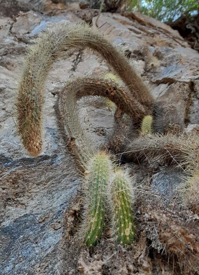 Cleistocactus 6