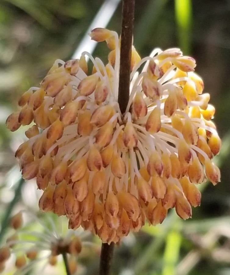 Lomandra multiflora