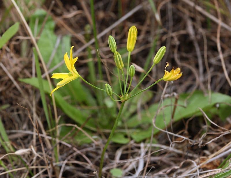 Bloomeria crocea 6