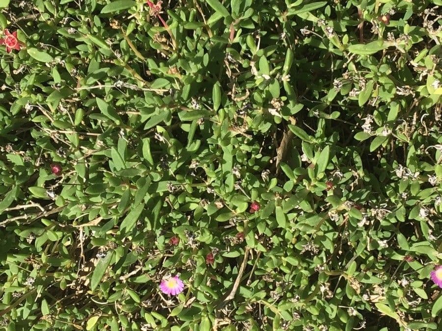 Delosperma 5