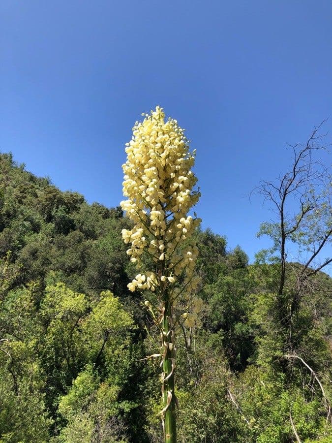 Yucca alta 7