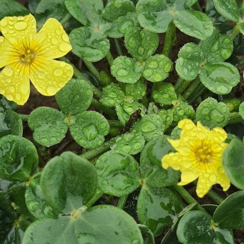 Acetosa 6