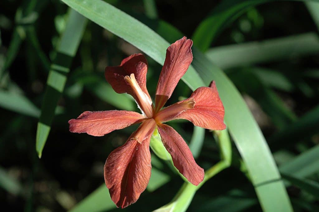Iris 2