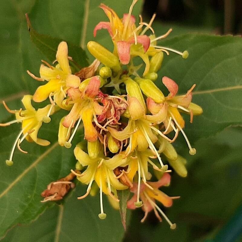 Busch-Honeysuckle 3
