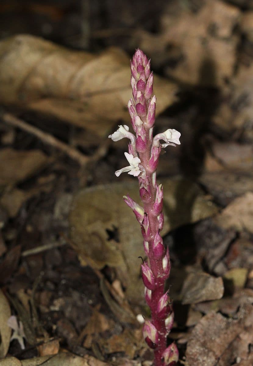 Striga gesnerioides 6