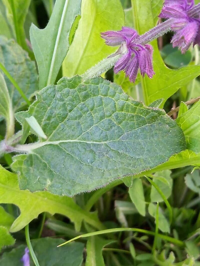 Salvia verticillata 17