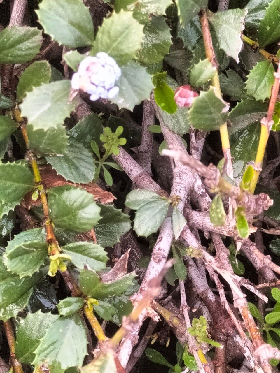 Ceanothus 21