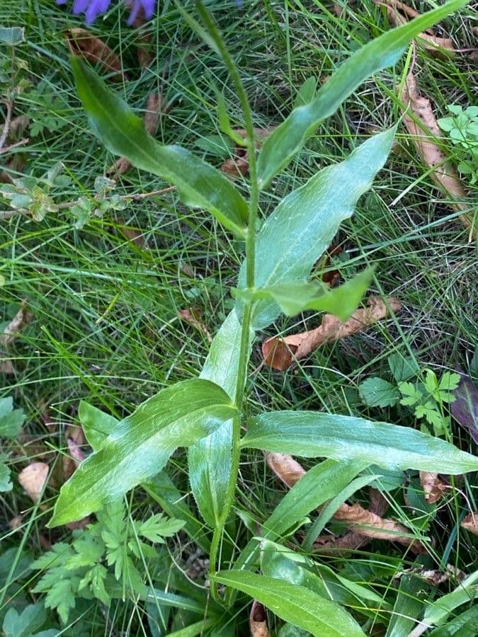 Fleabane piękny 16