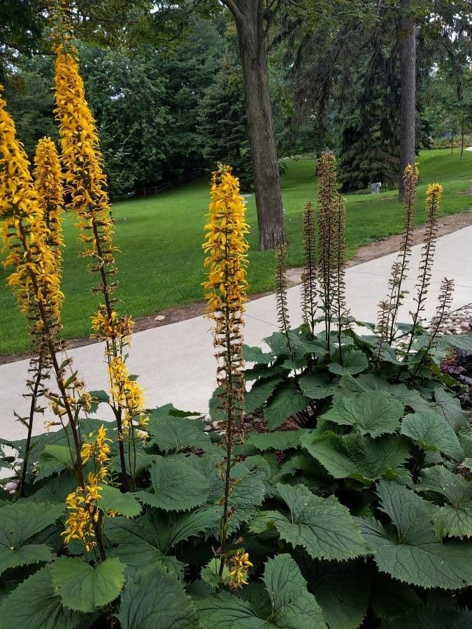 Ligularia 3