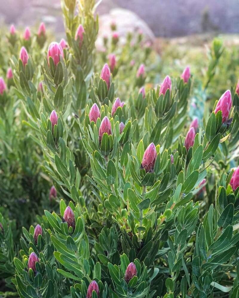 Protea coronata