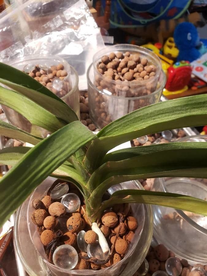 Vanda 13