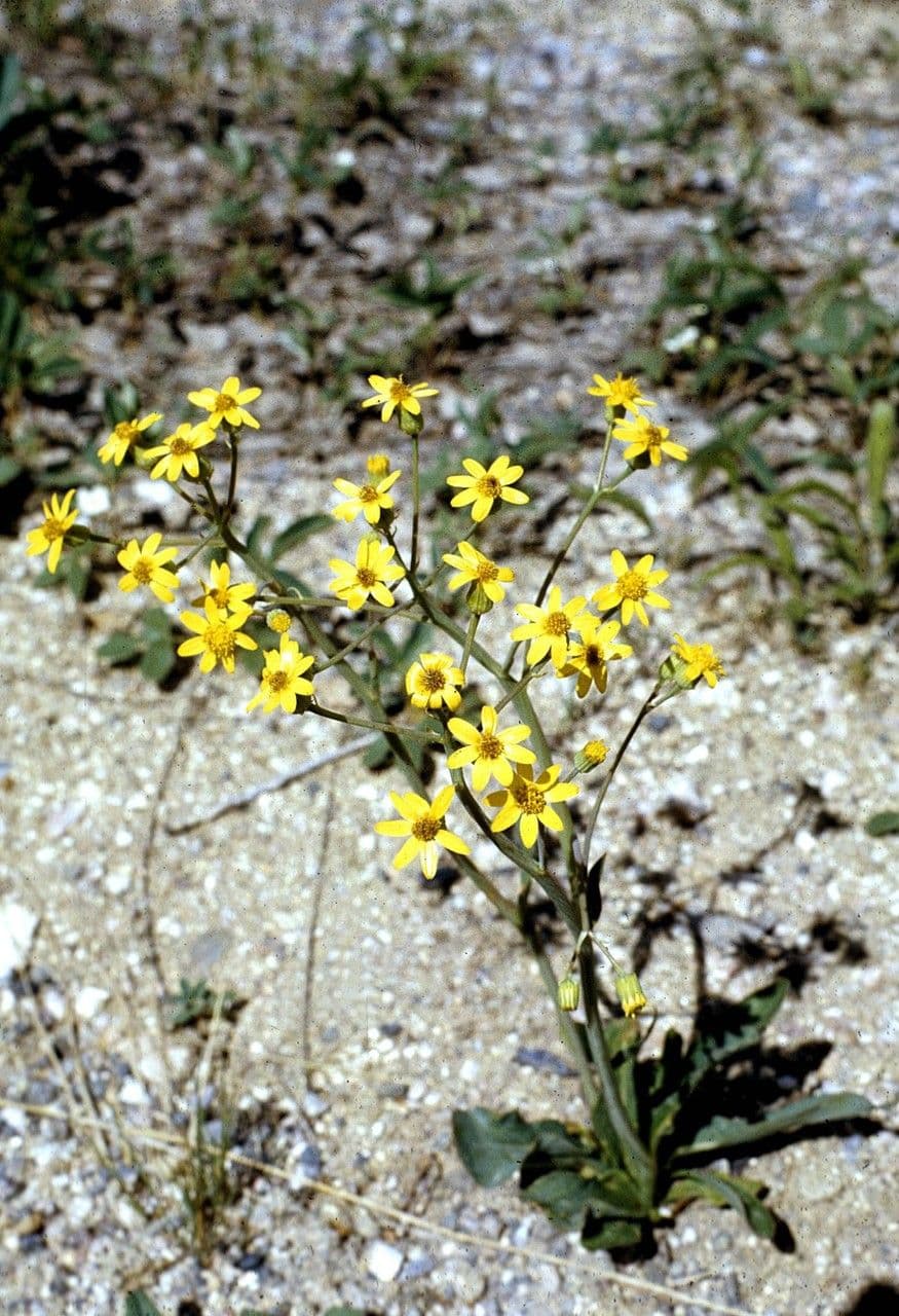 Senecio di Wooton 7