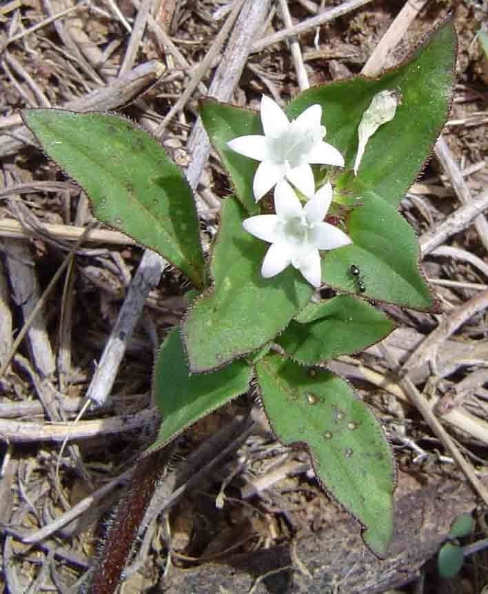 Richardia scabra 10