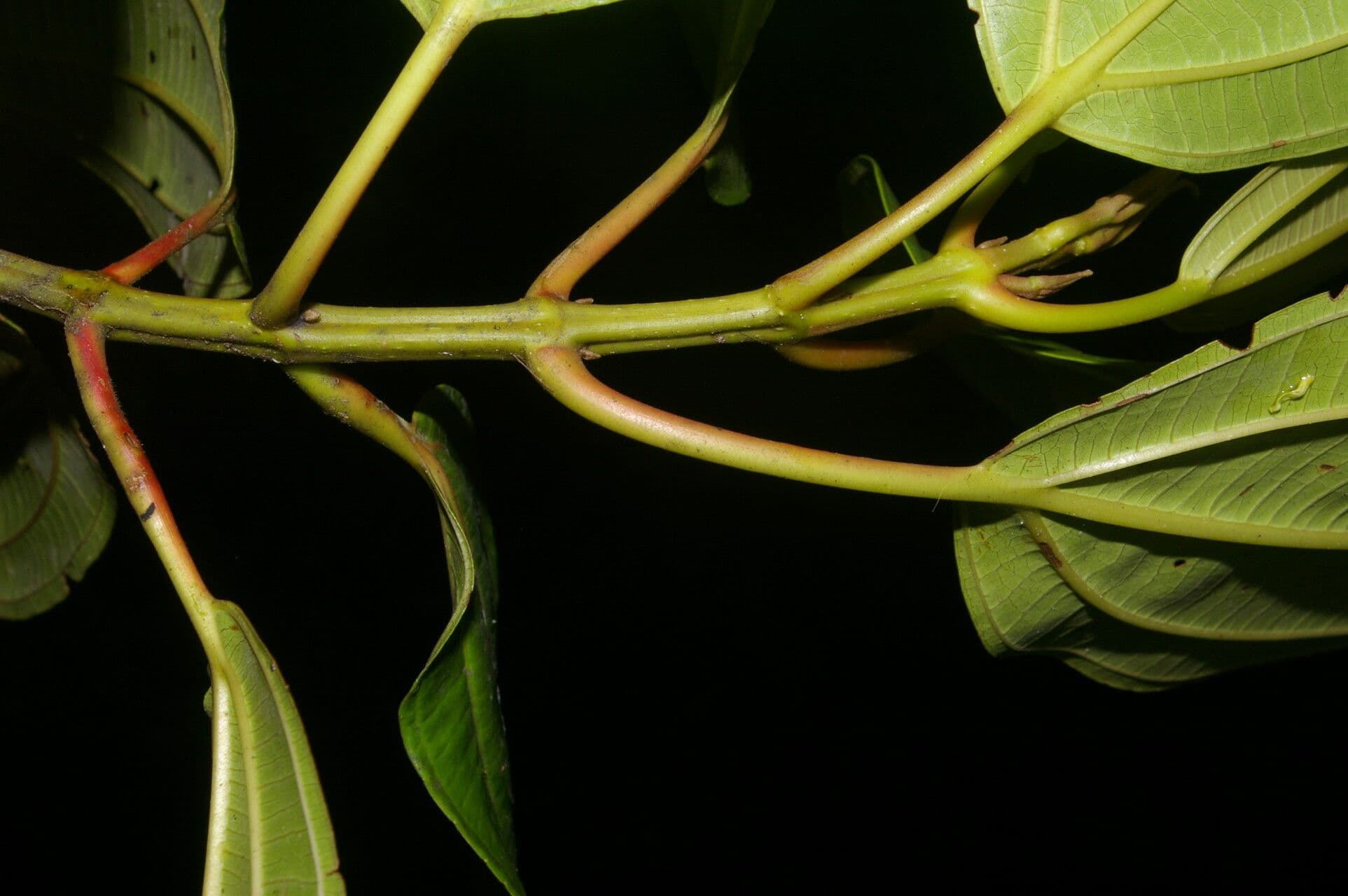 Miconia 12