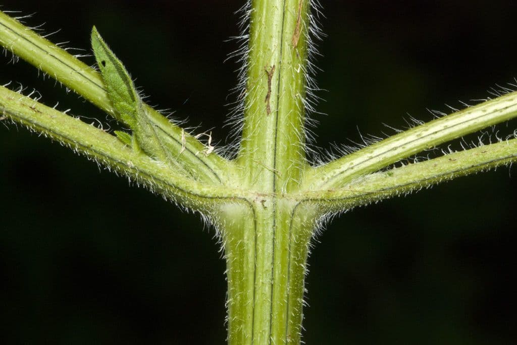 Ambrosia trifida 21