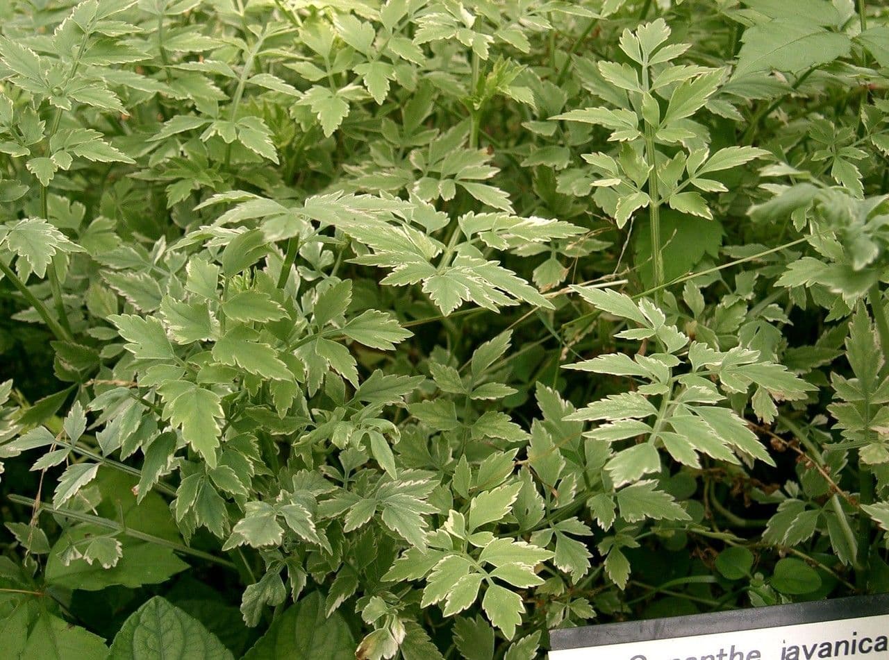 Oenanthe de Java 10