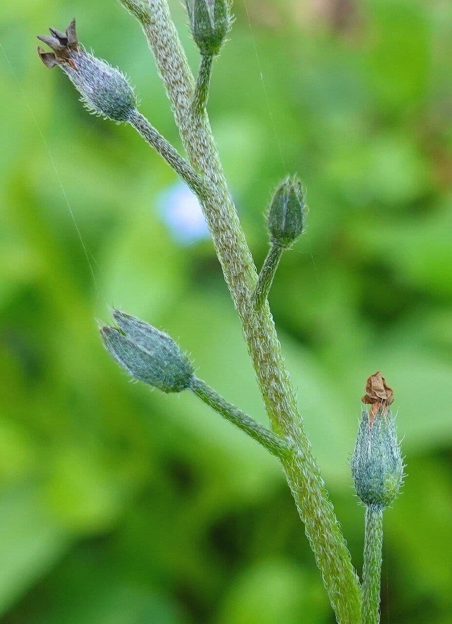 Miosotide delle selve 2