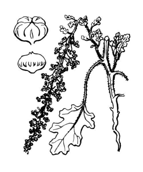 Chenopodio 23