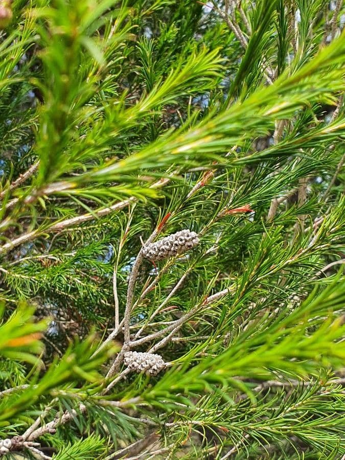 Melaleuca armillaris 5
