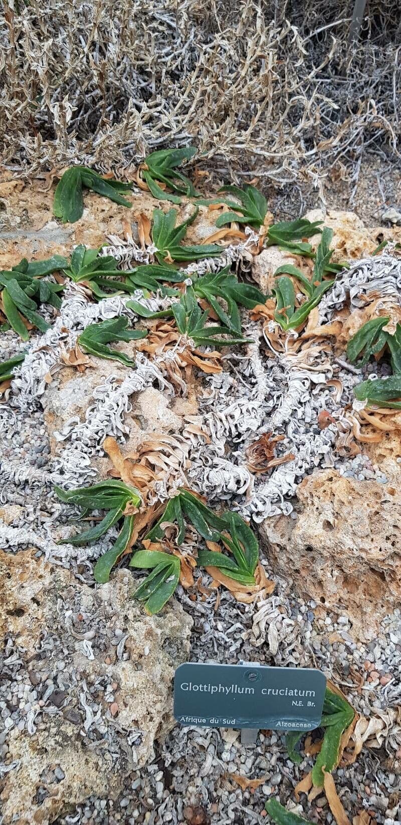 Glottiphyllum incrociato