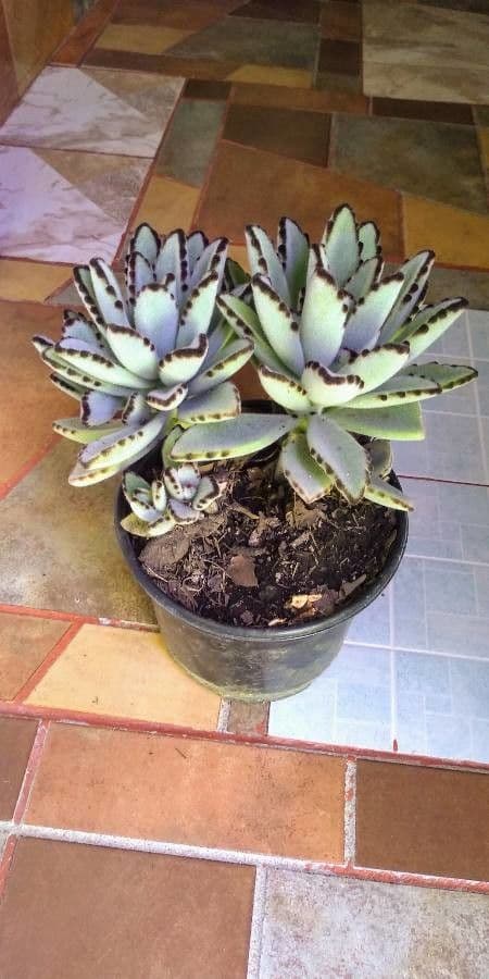 Pianta panda 19
