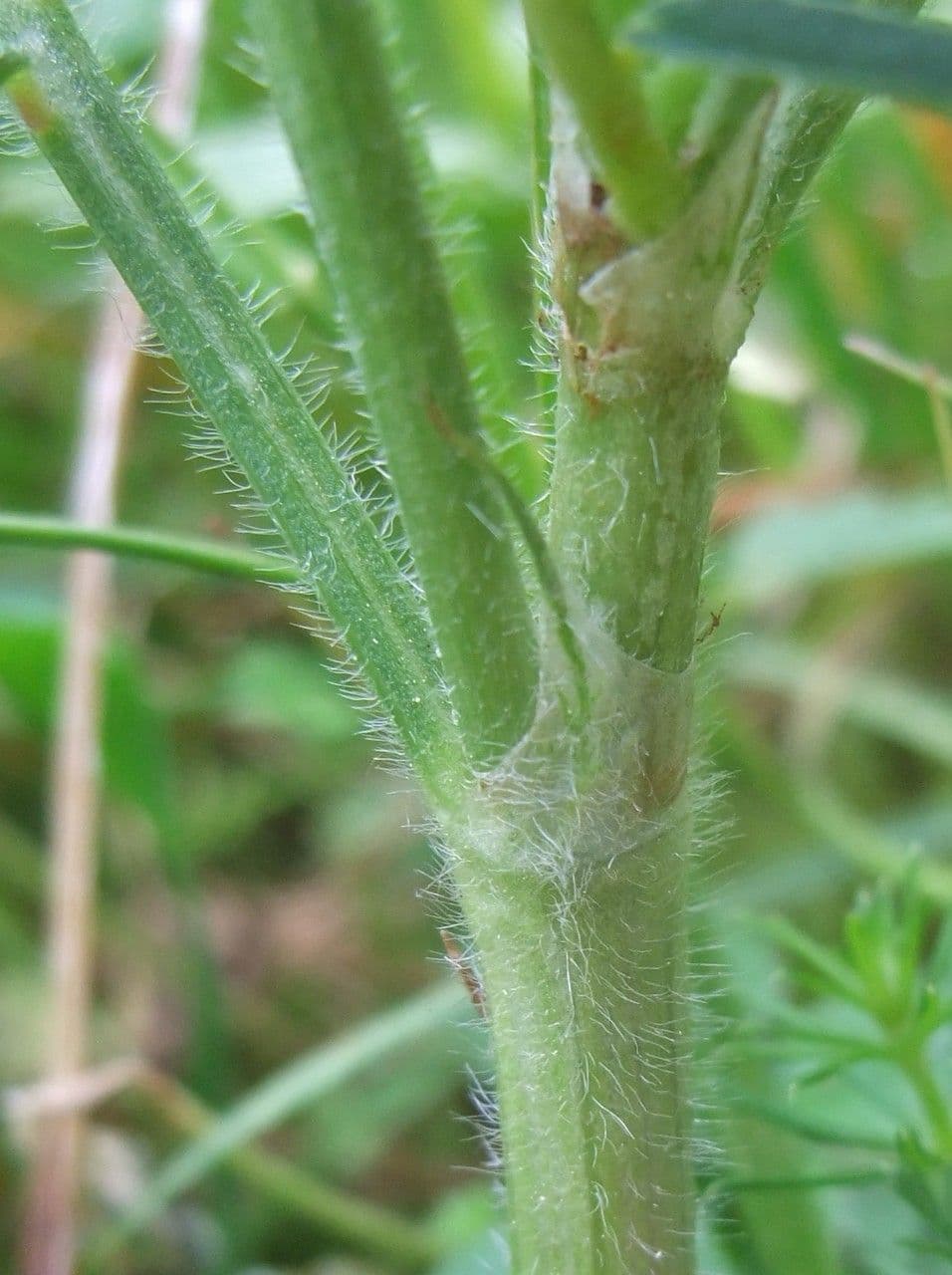 Vičenec ligrus 22