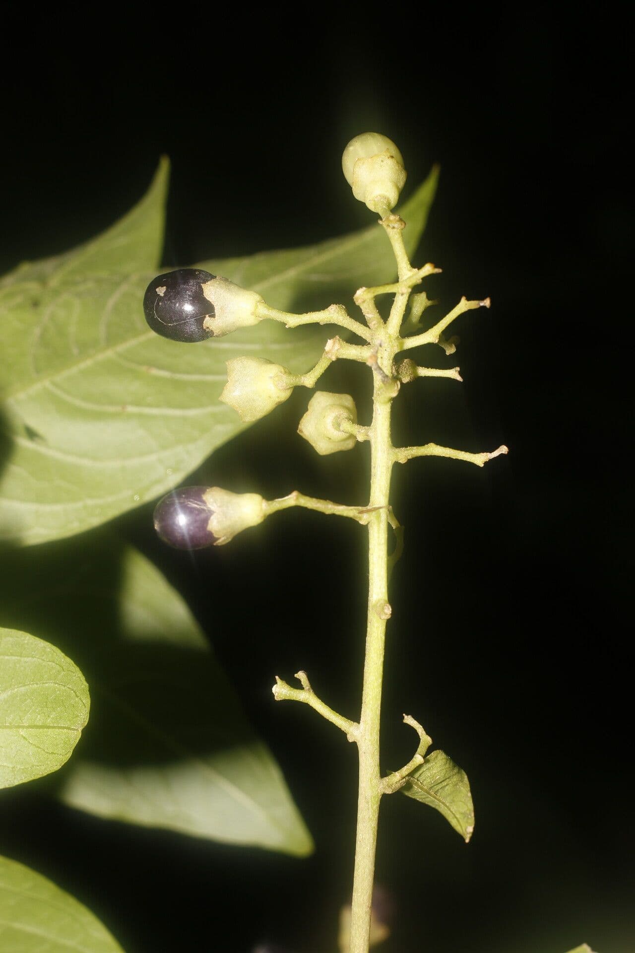 Cestrum 2