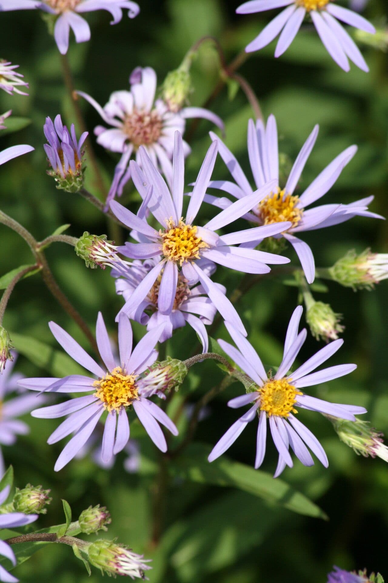 Pracht-Aster