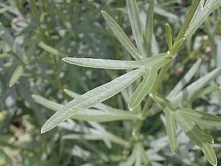 Coreopsis palmata 15