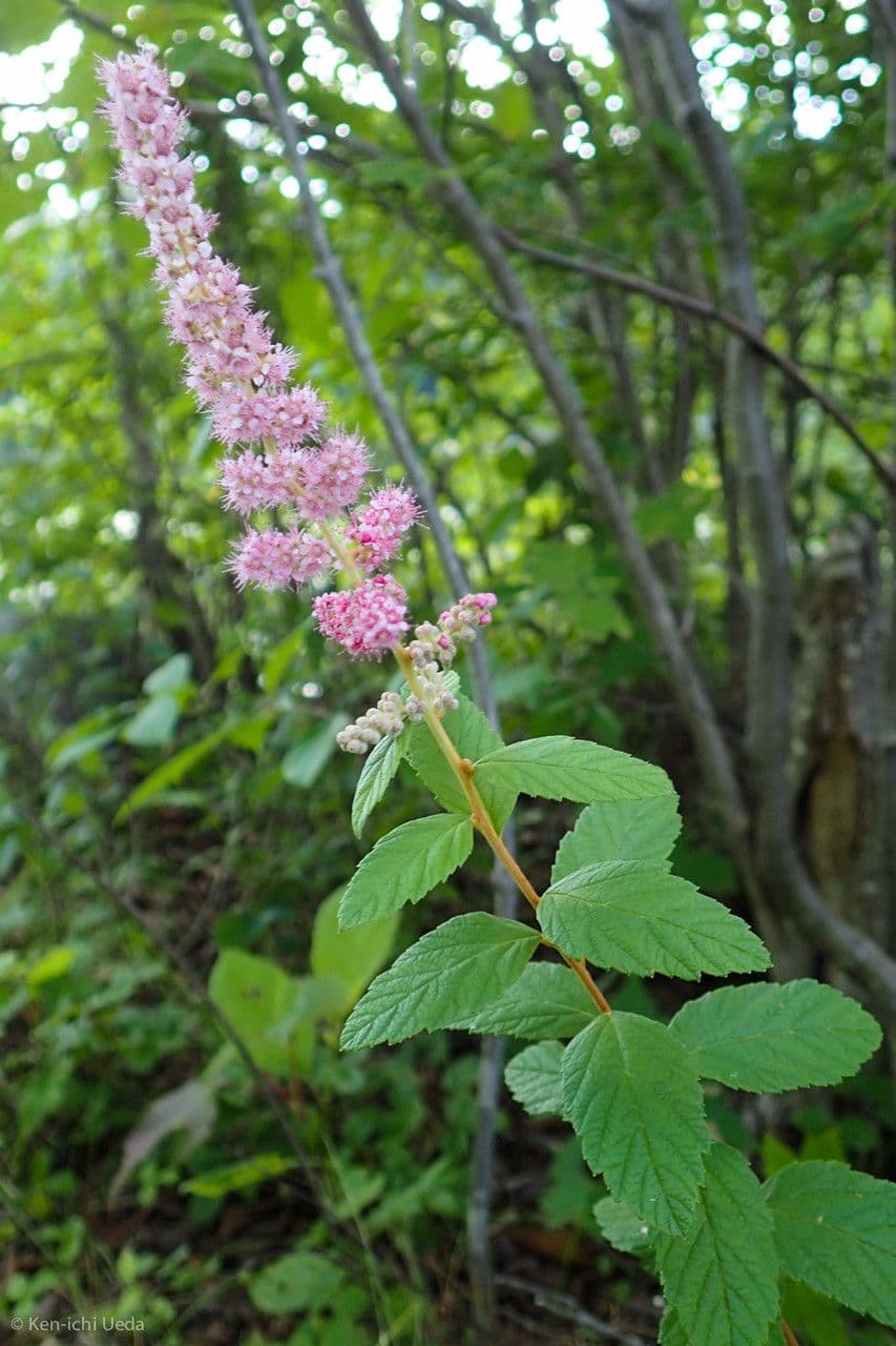 Brestovec kalinolistý 12