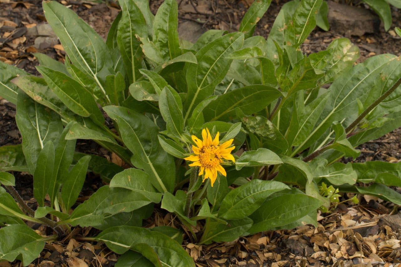 Helianthella 6