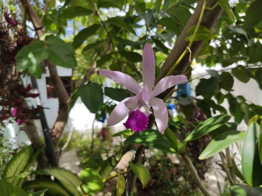 Cattleya intermedia 2