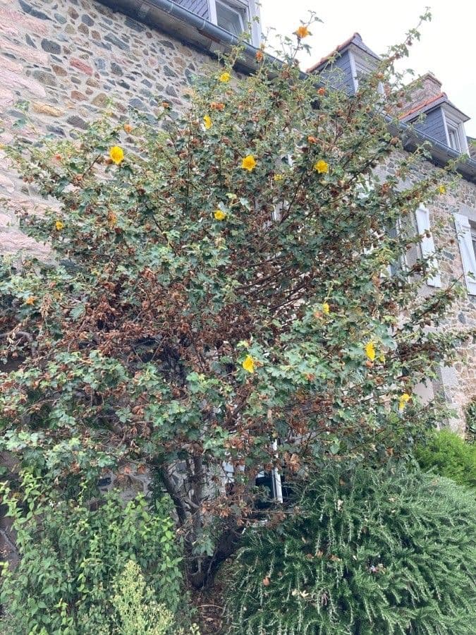 Fremontodendron 9
