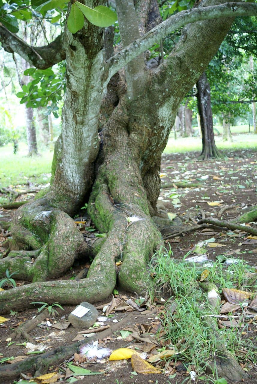 Barringtonia 24