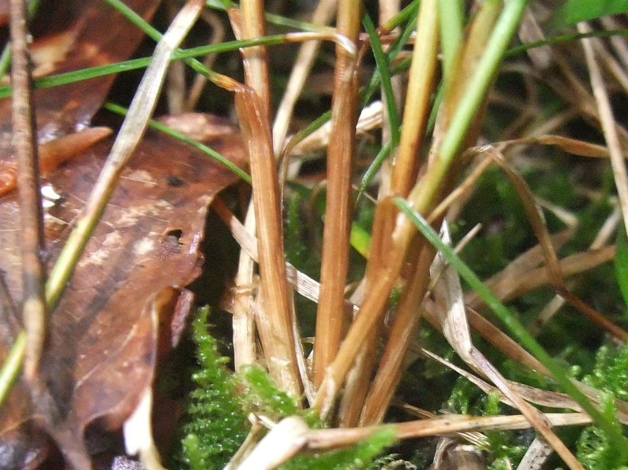 Weiße Segge 25