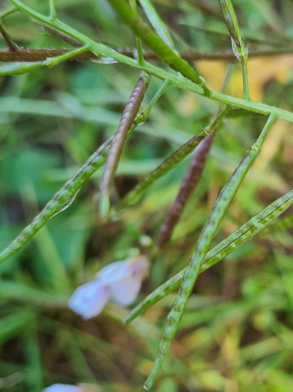 Rucola selvatica 2