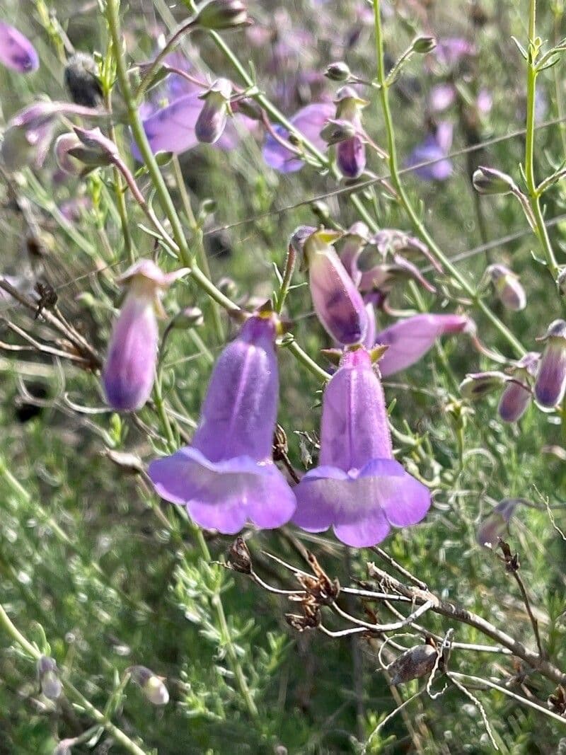Penstemon 2