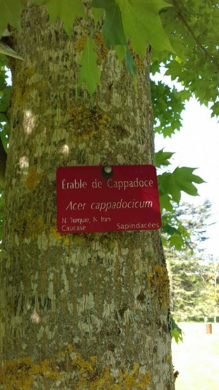 Klon cappadocki 27