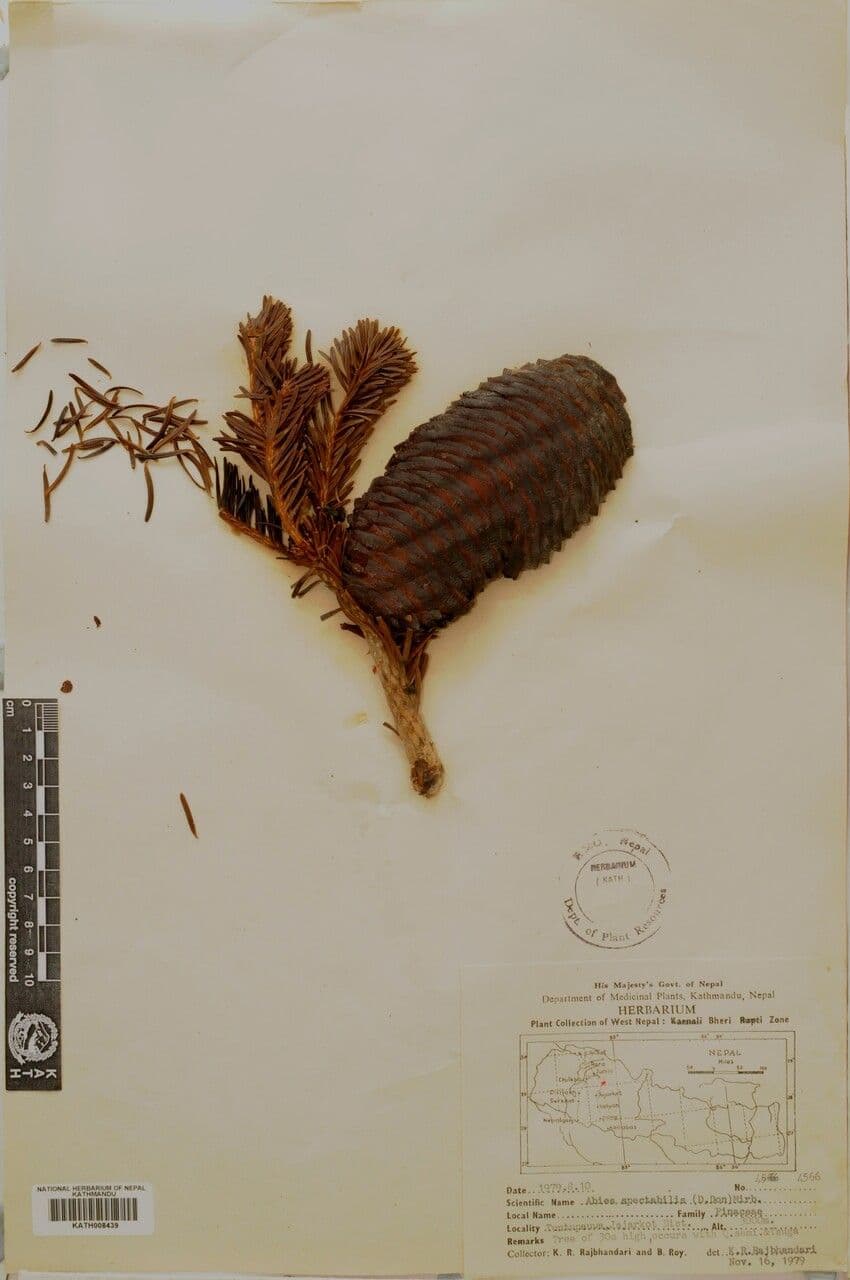Abete dell'Himalaya 12