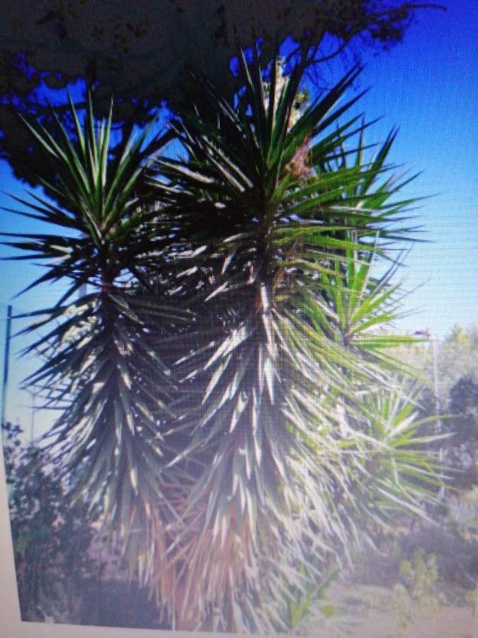 Yuca schidigera 18