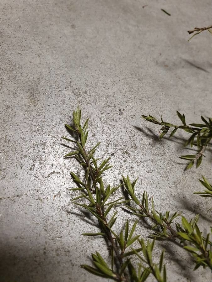 Podocarpus totara 4