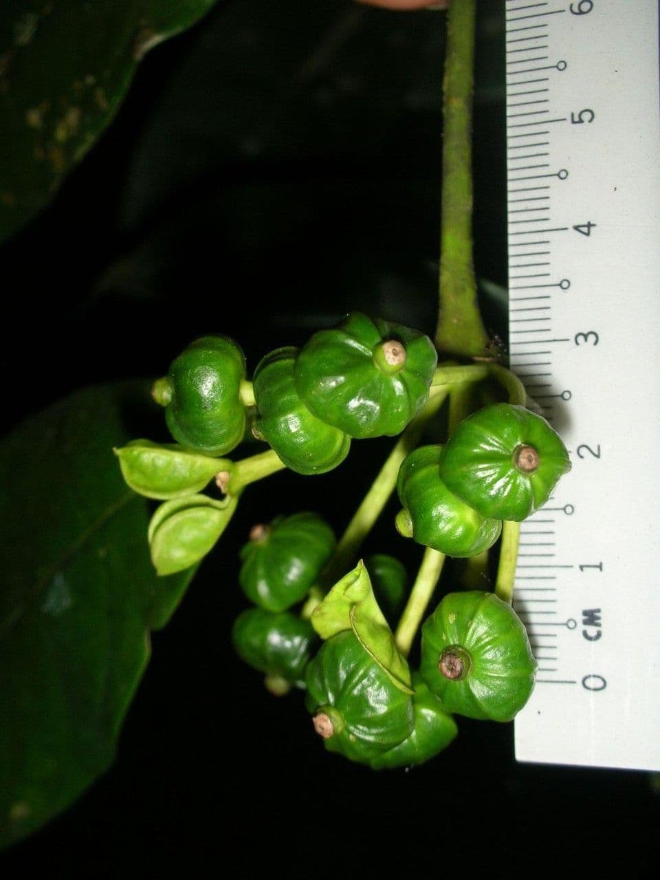 Faramea