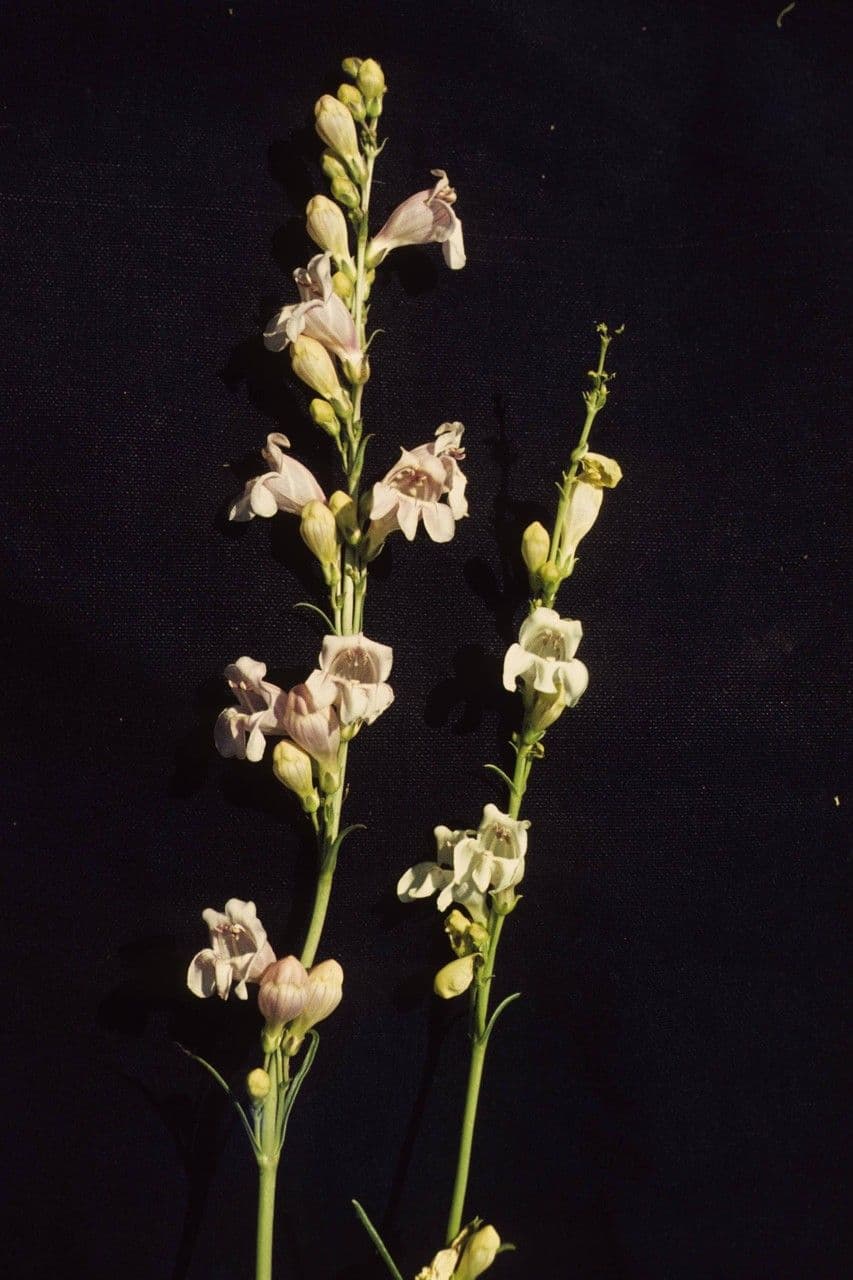 Penstemon virgatus 8