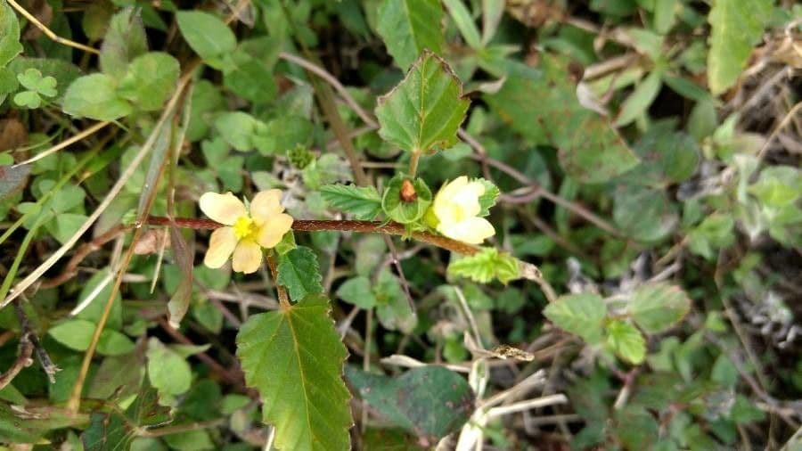 Sida spinosa 4