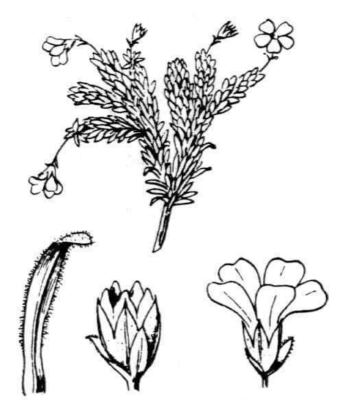 Androsace 21