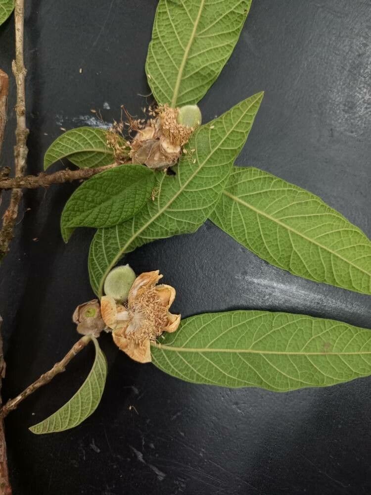 Campomanesia guazumifolia 3
