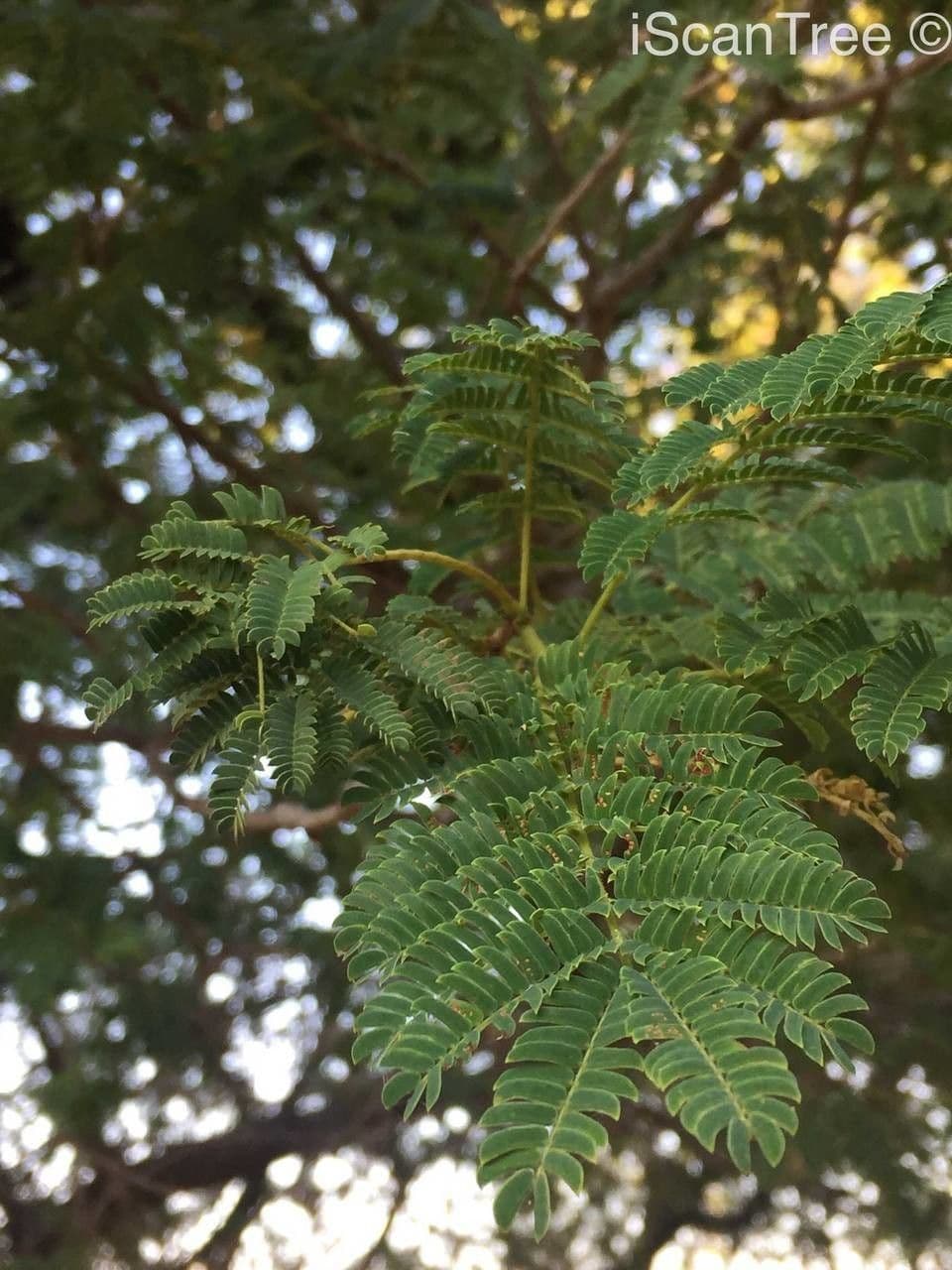 Albizia 16